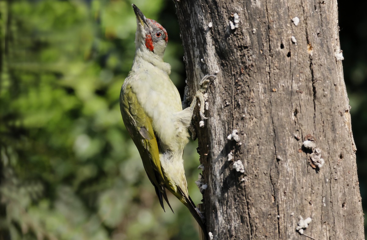 Iberian Green Woodpecker - ML642754010
