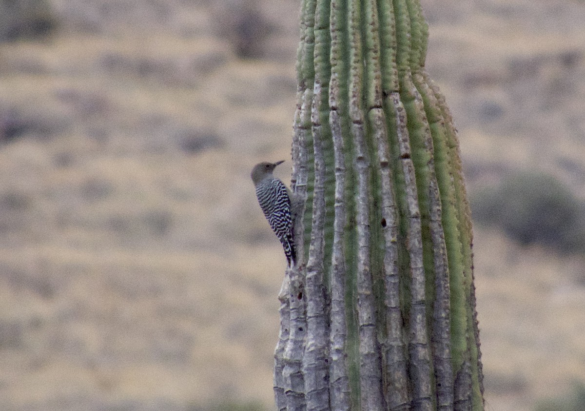 Gila Woodpecker - ML642754011