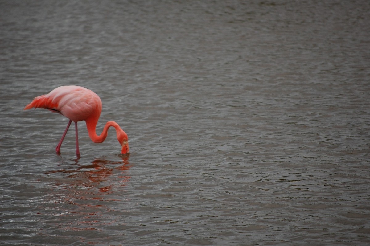 American Flamingo - ML642754012