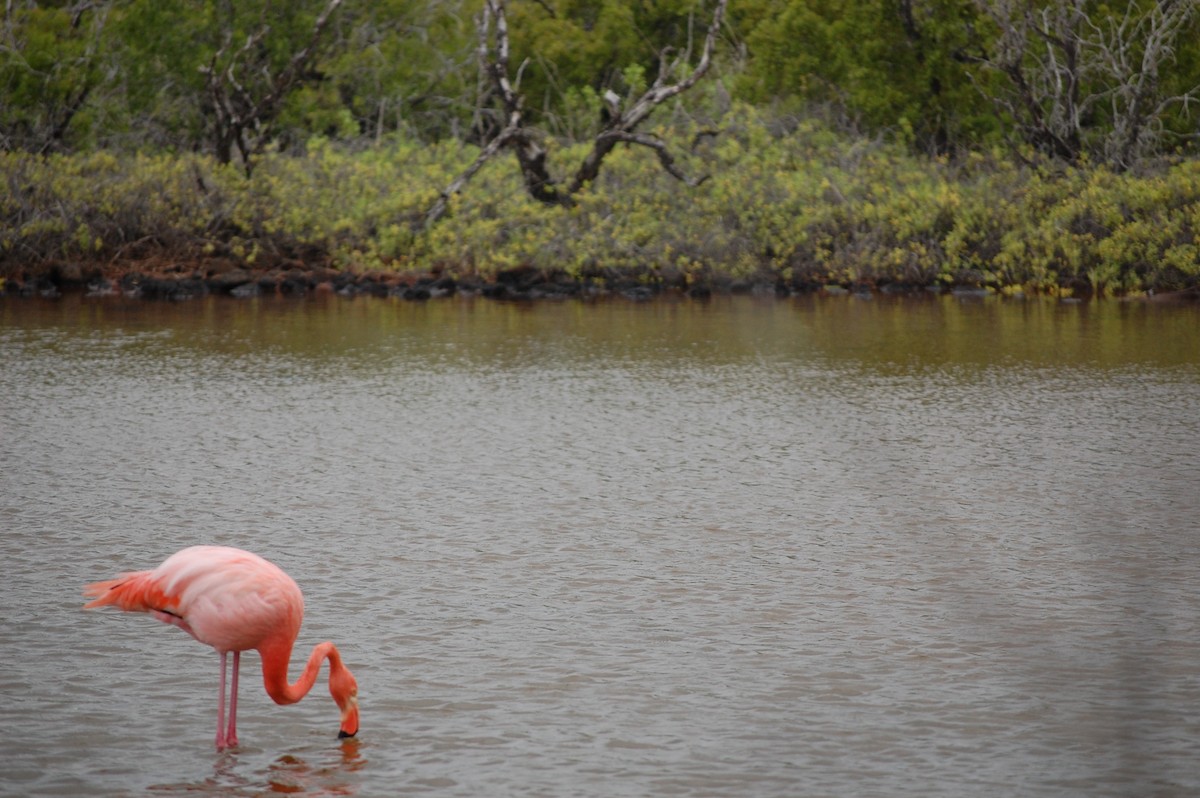 American Flamingo - ML642754013