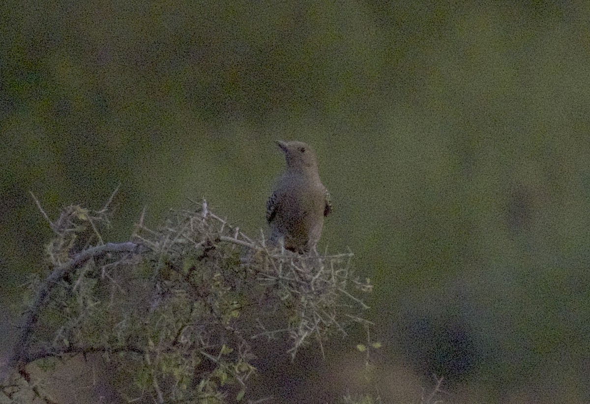 Gila Woodpecker - ML642754014