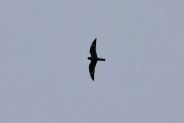 lelek sokolí - ML642754021