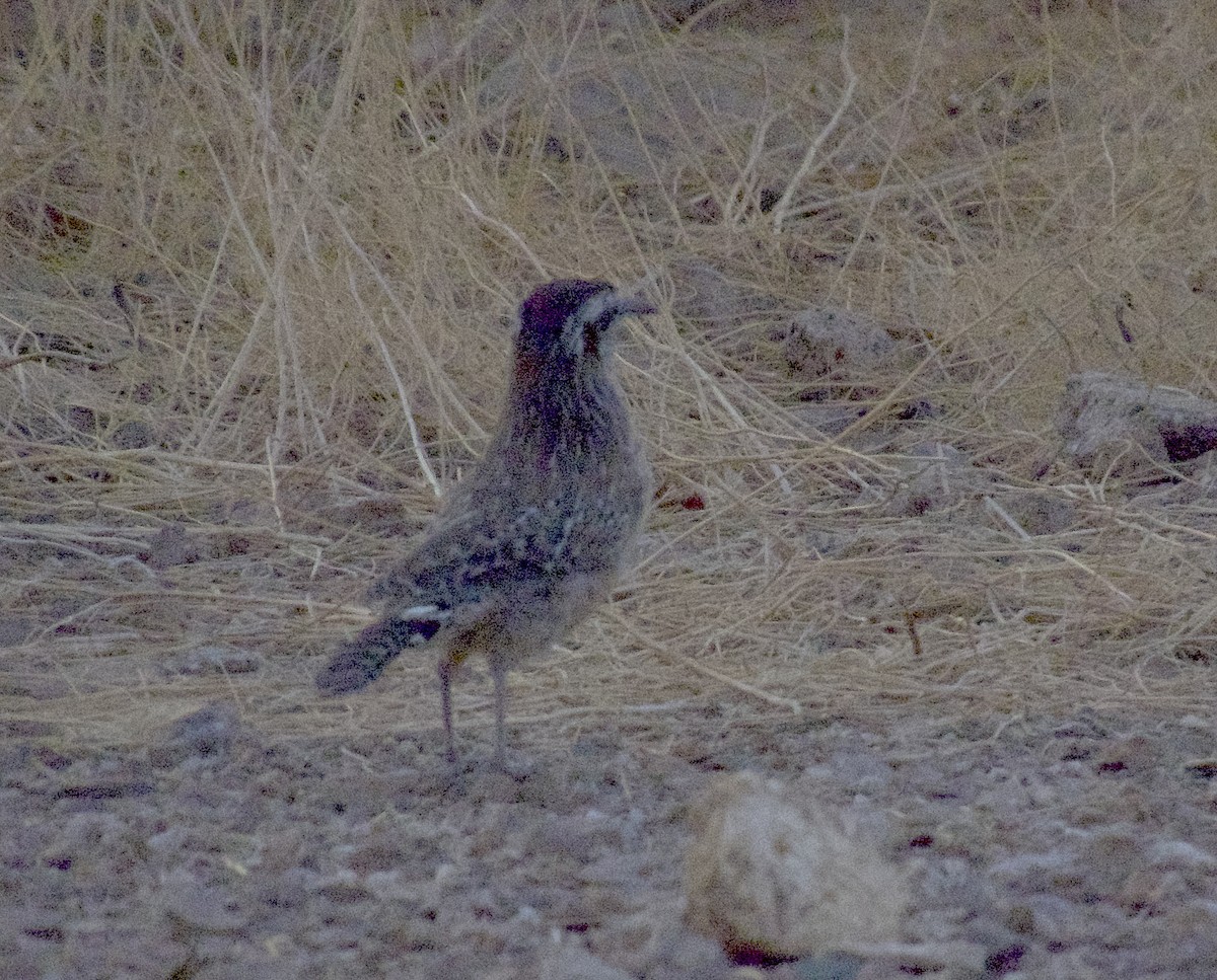 Cactus Wren - ML642754024