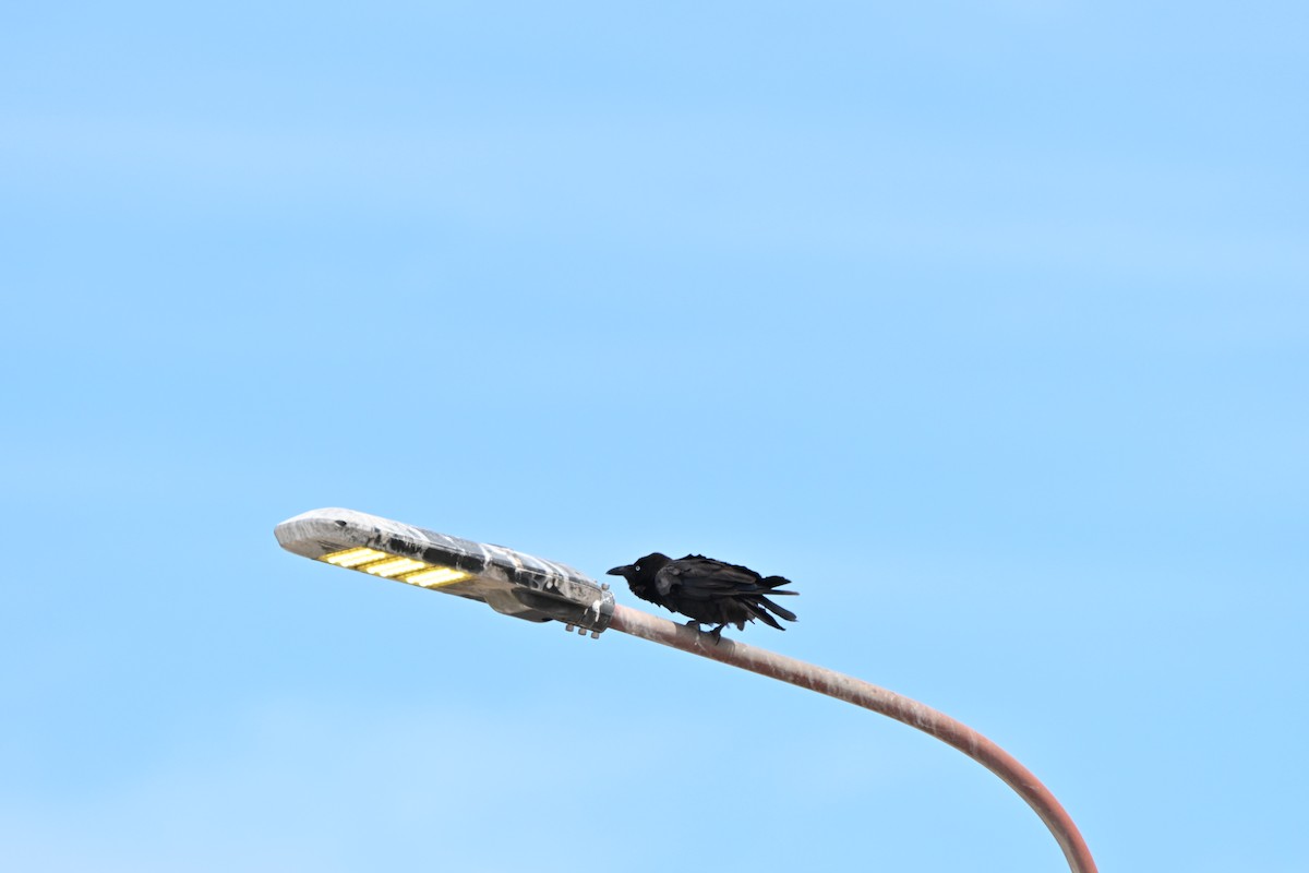Little Crow - ML642754025
