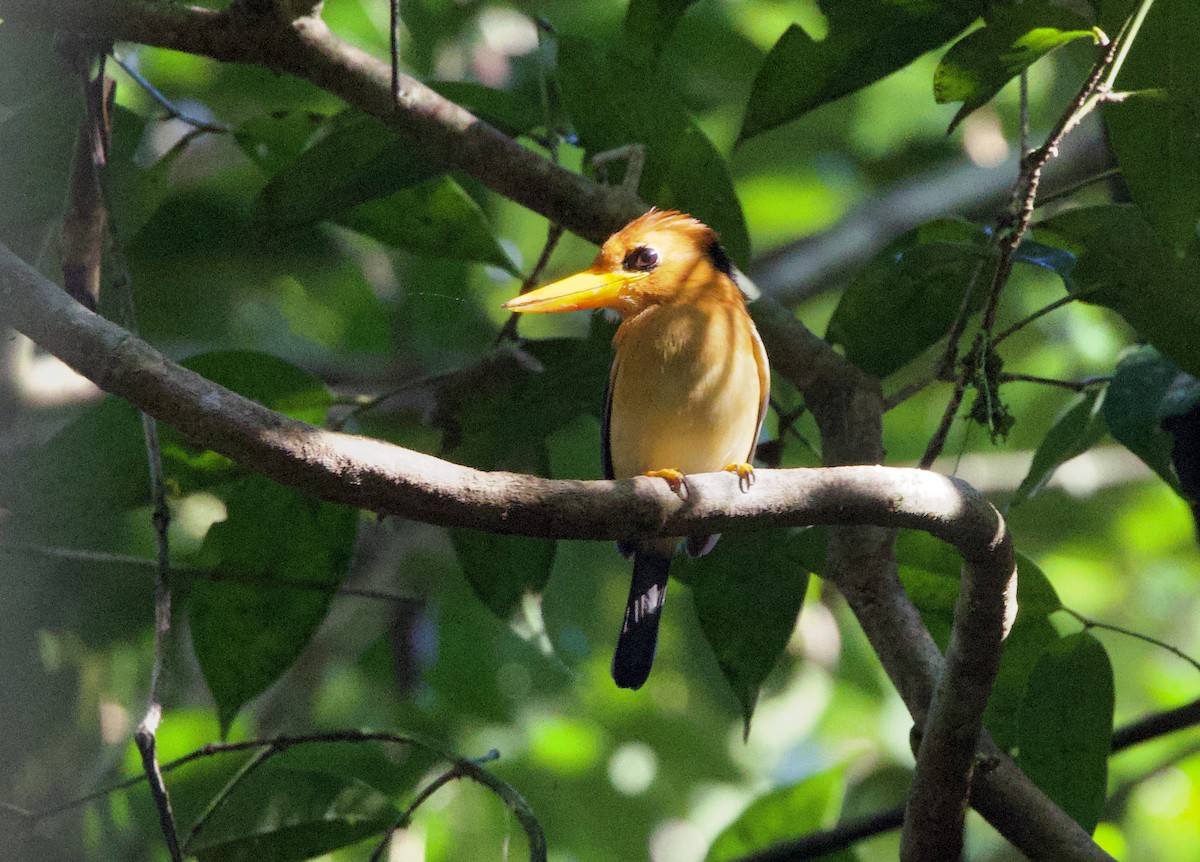 Yellow-billed Kingfisher - ML642754026