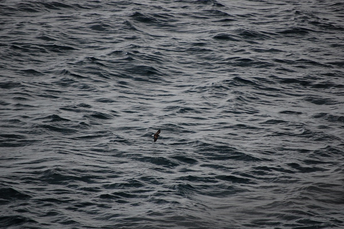 Wedge-rumped Storm-Petrel - ML642754028