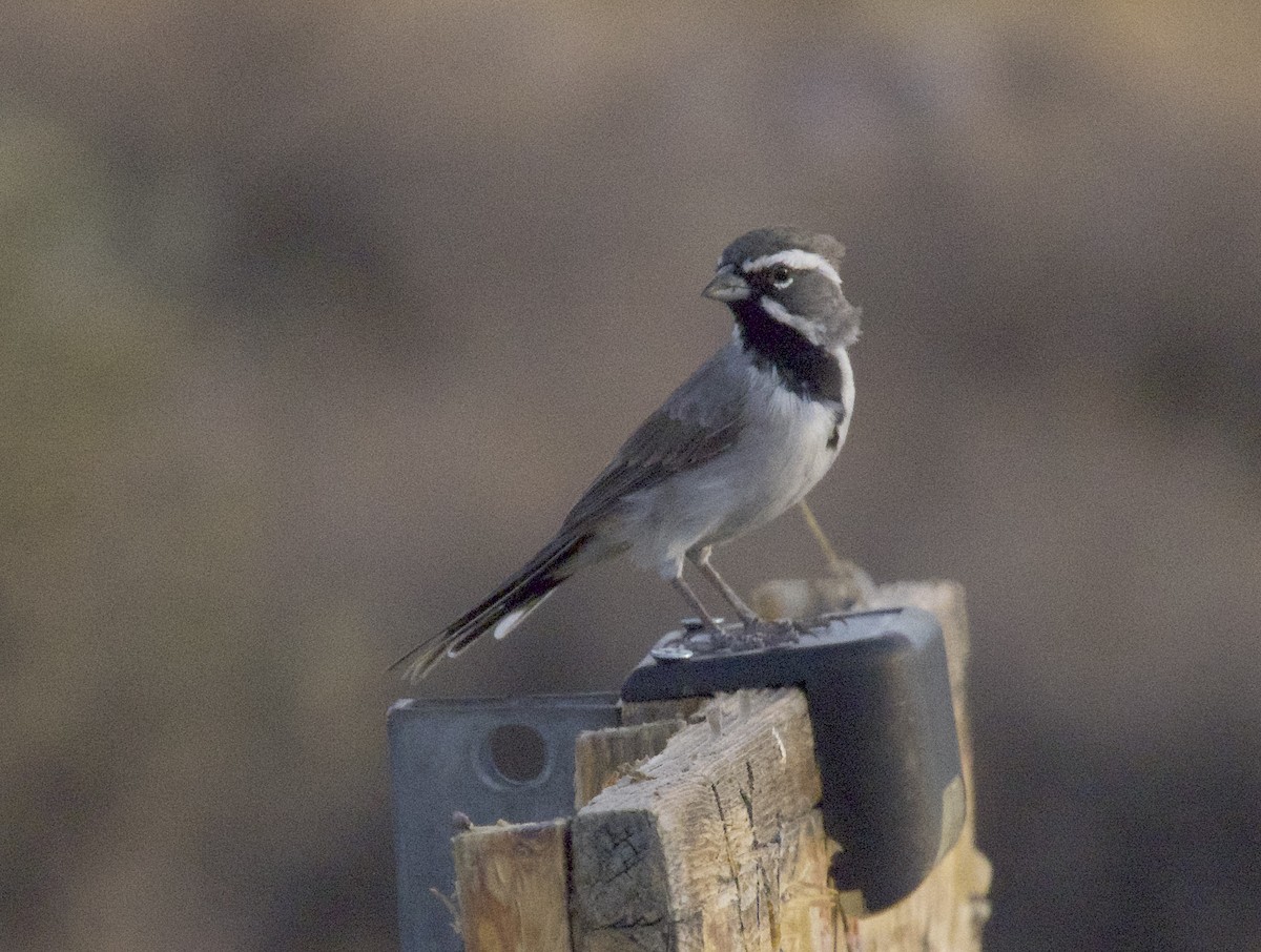 Black-throated Sparrow - ML642754029