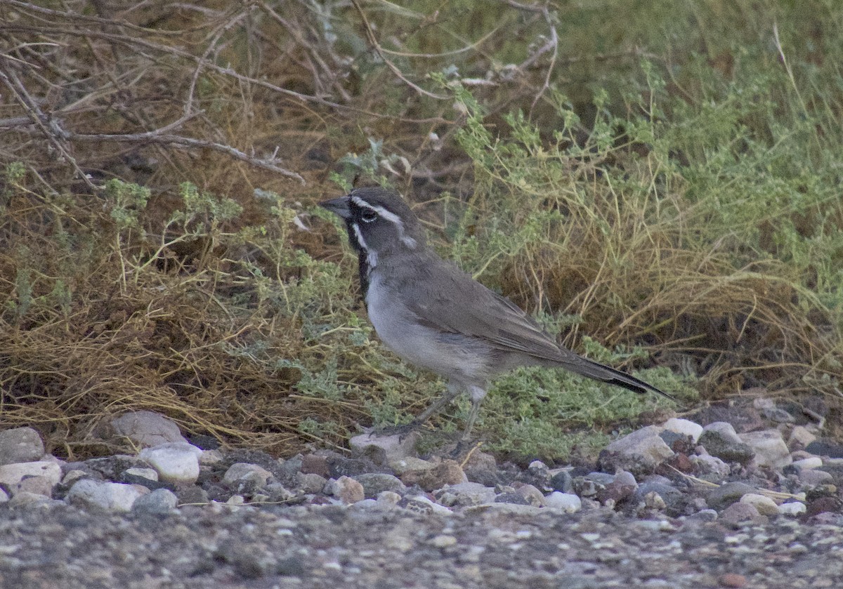 Black-throated Sparrow - ML642754030