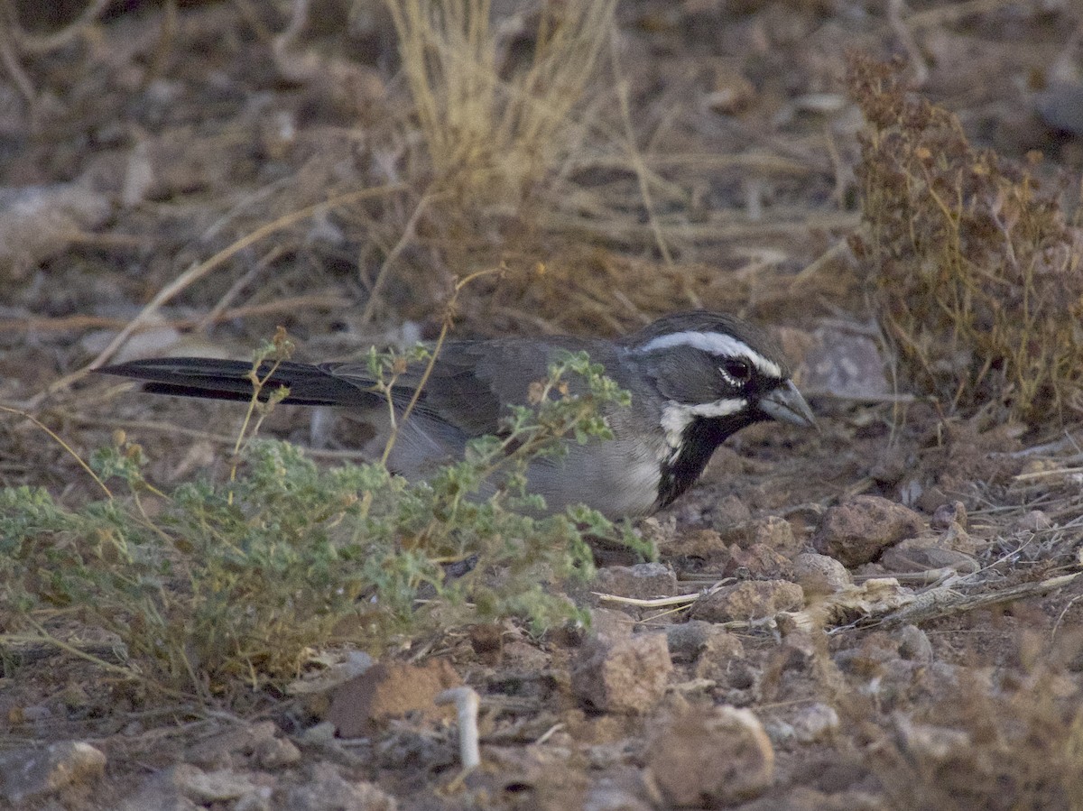 Black-throated Sparrow - ML642754031