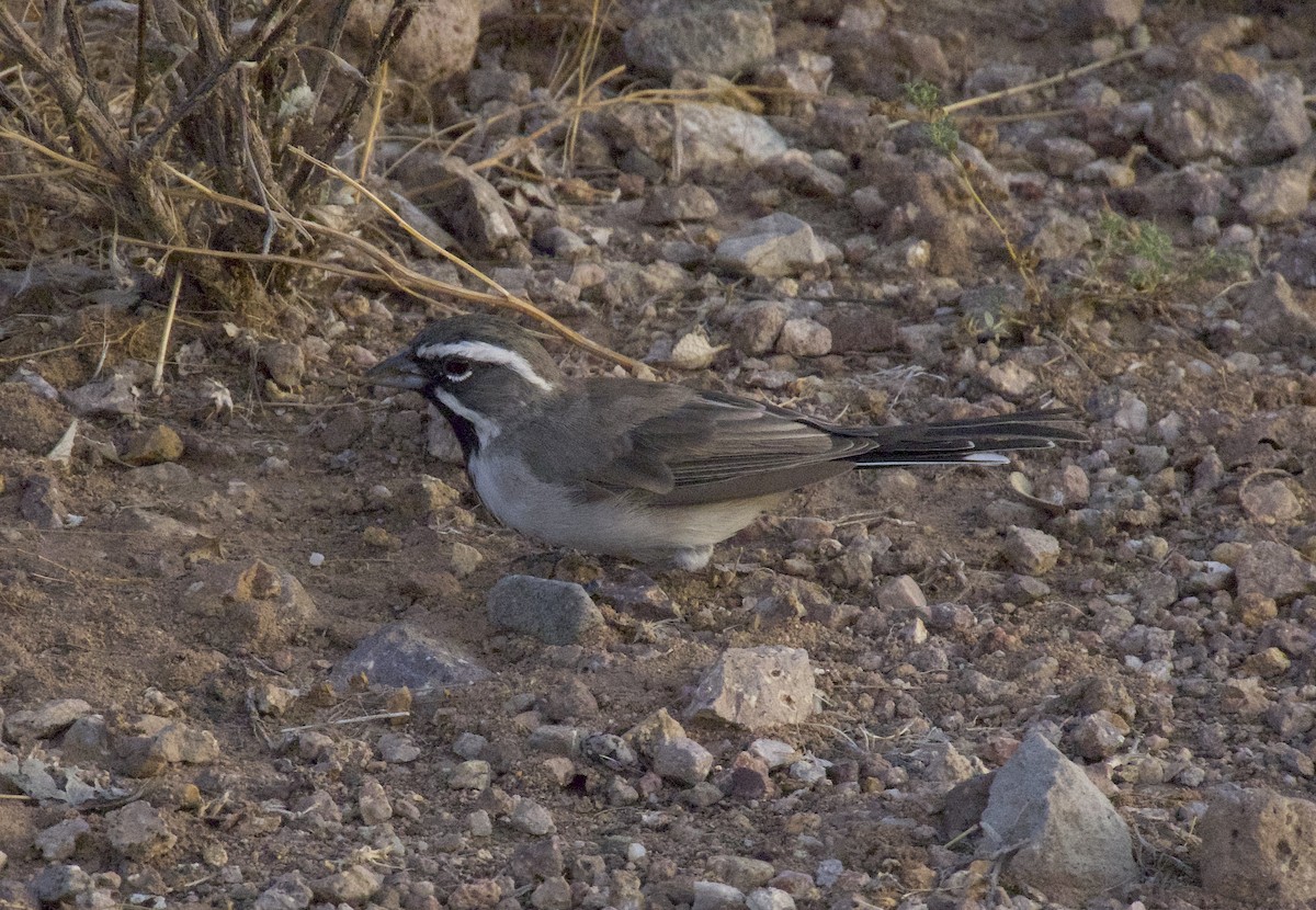 Black-throated Sparrow - ML642754032