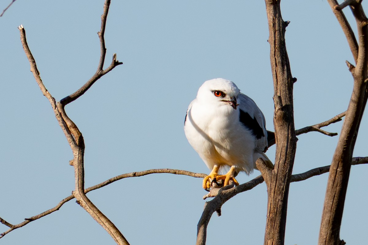 Black-shouldered Kite - ML642754041