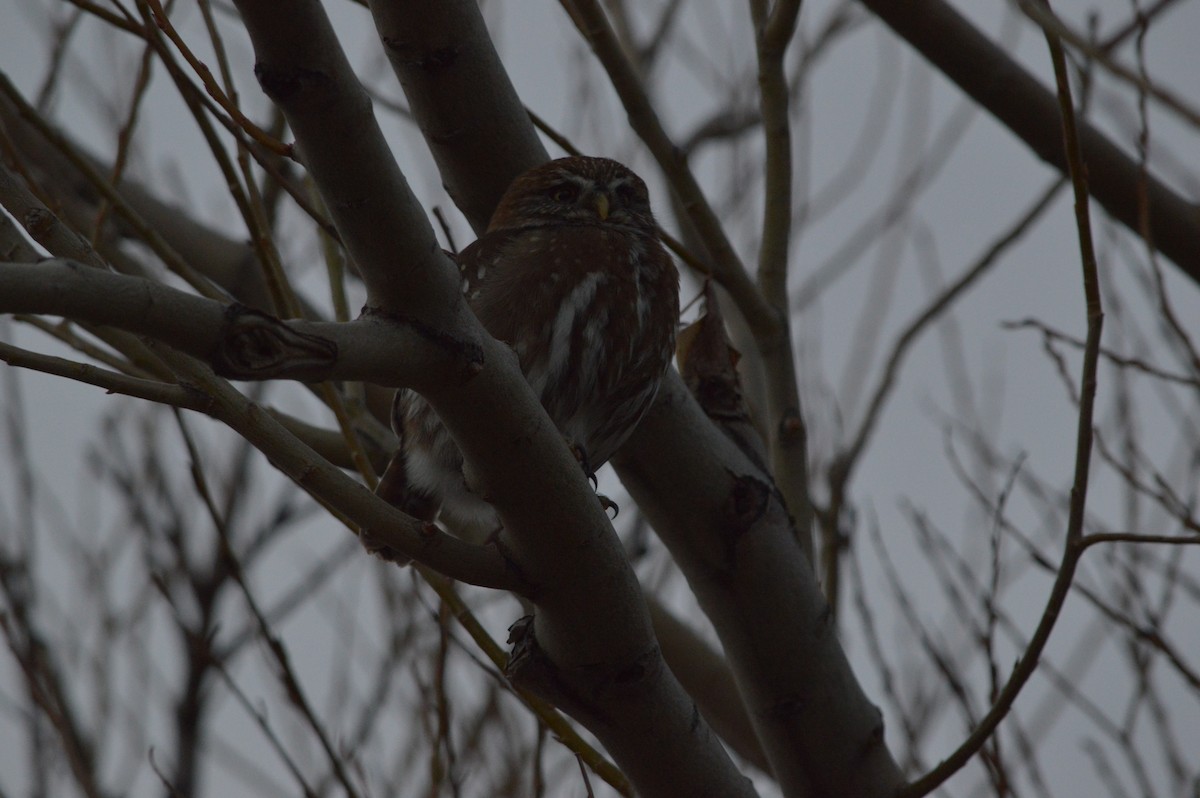 Austral Pygmy-Owl - ML642754043
