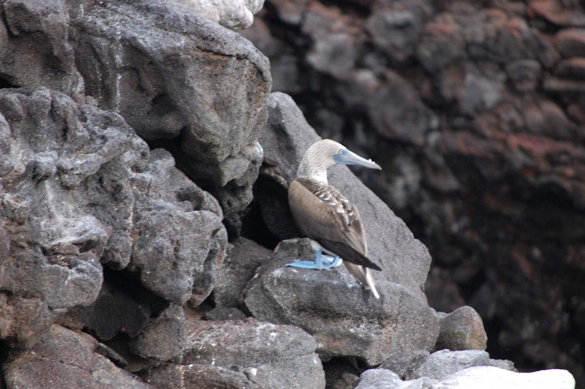Blue-footed Booby - ML642754044