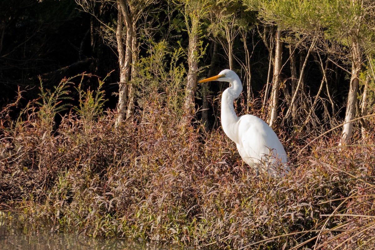 Great Egret - ML642754045