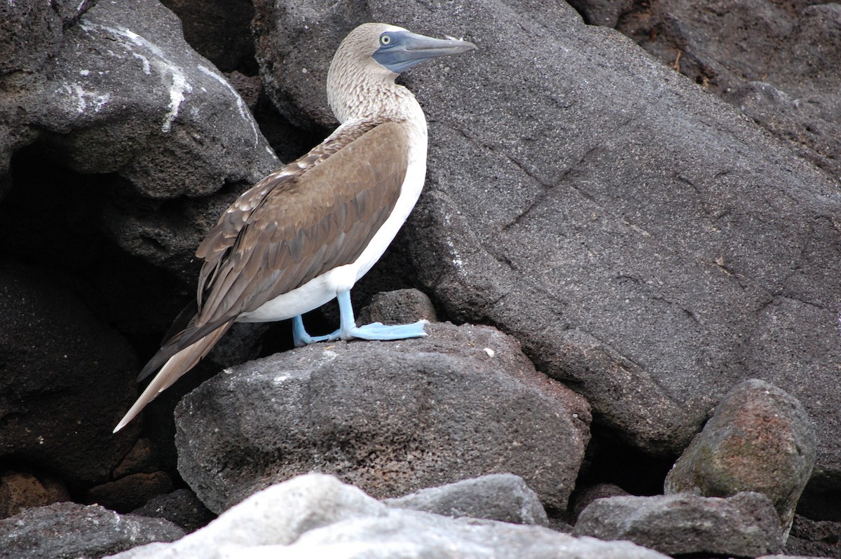 Blue-footed Booby - ML642754048
