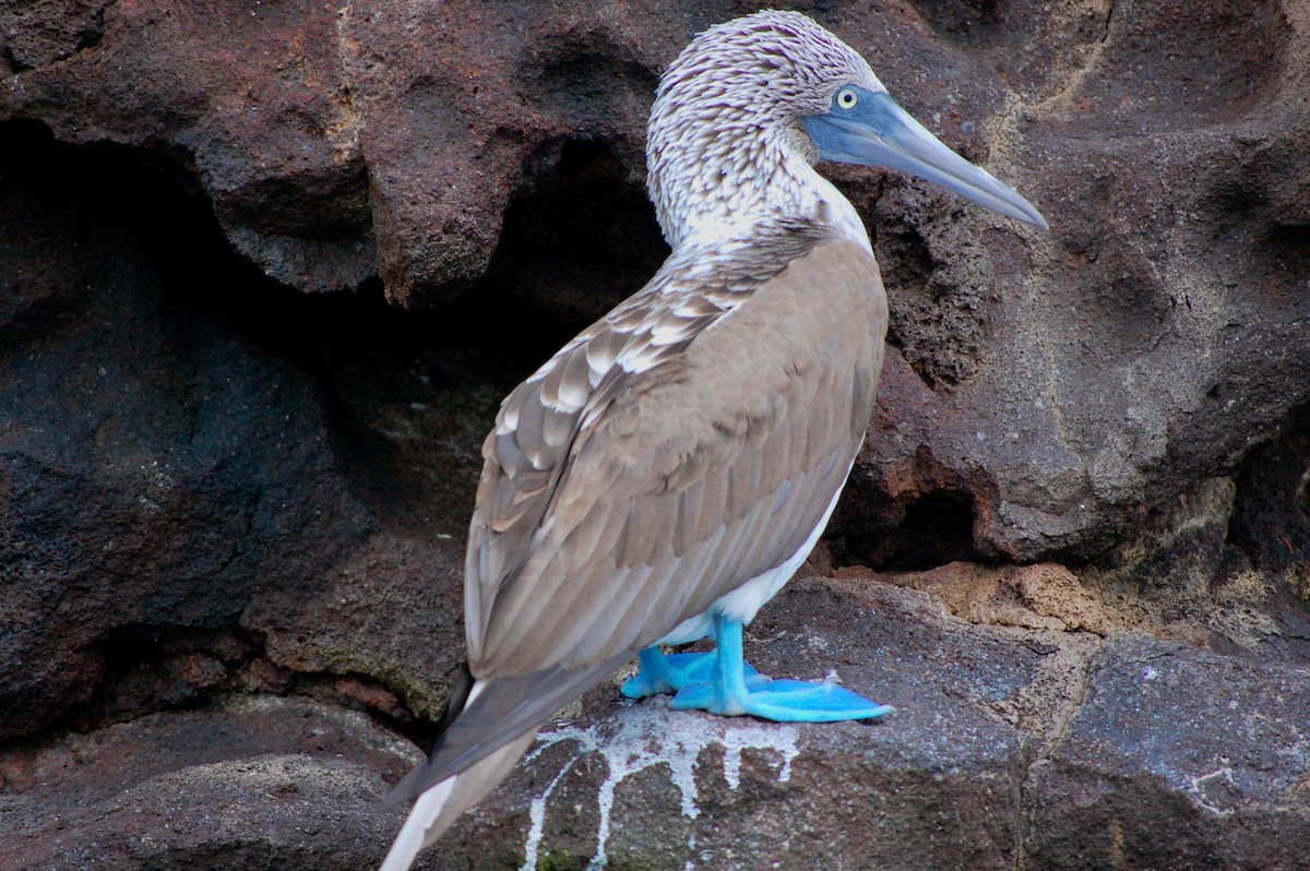 Blue-footed Booby - ML642754049