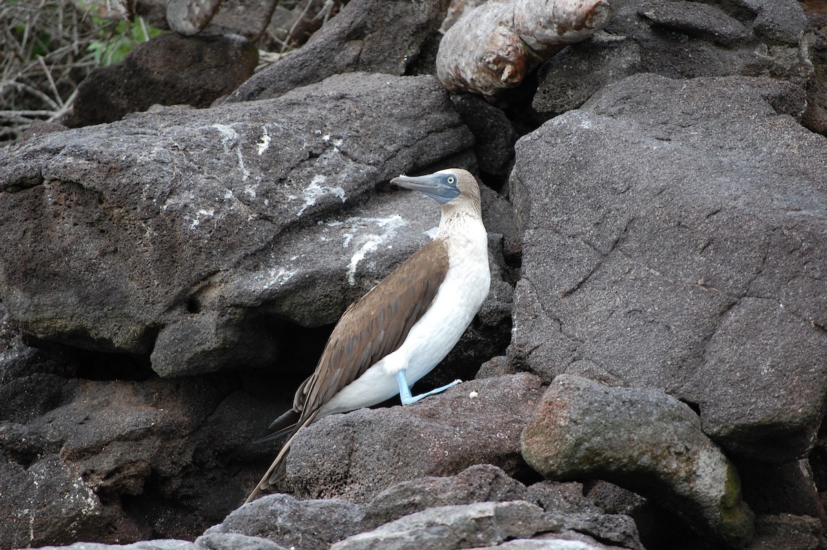 Blue-footed Booby - ML642754050