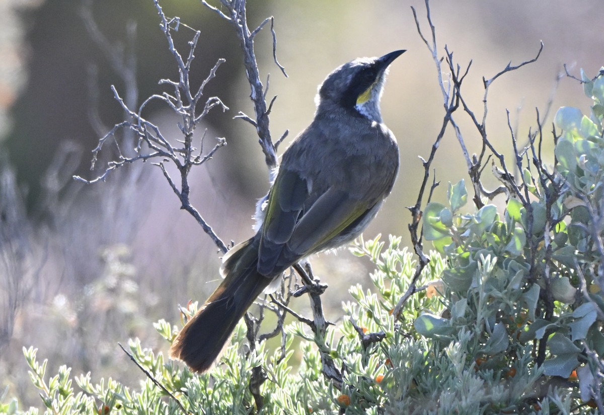 Singing Honeyeater - ML642754053