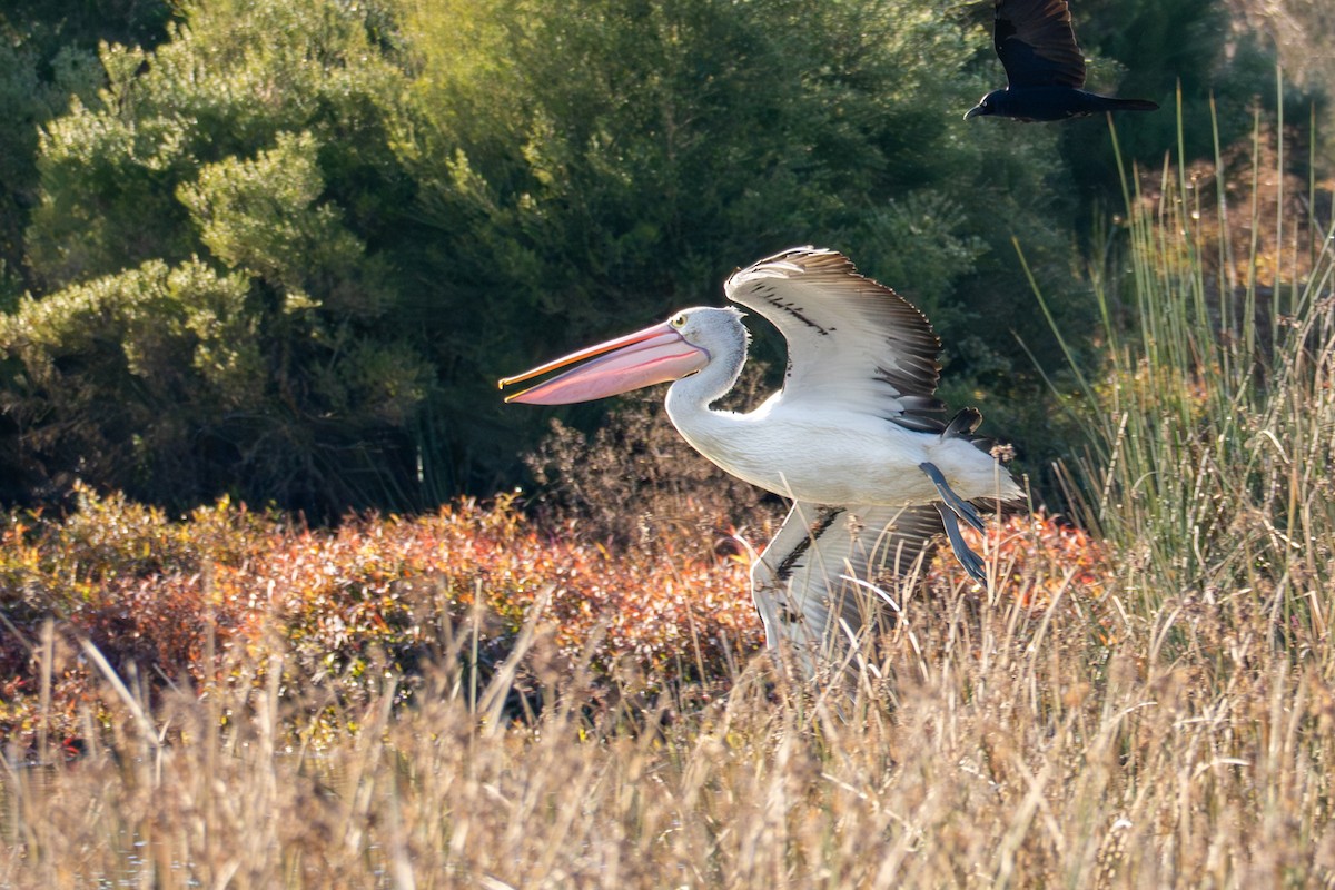 Australian Pelican - ML642754054