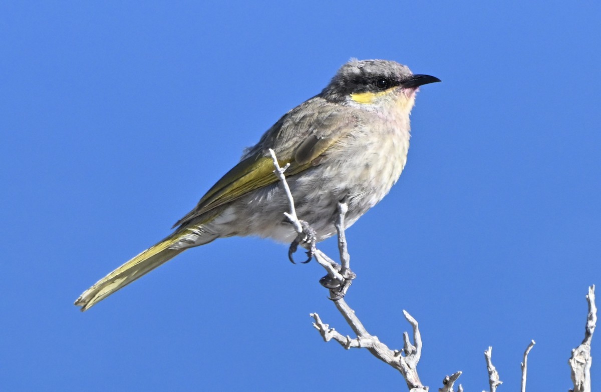 Singing Honeyeater - ML642754055