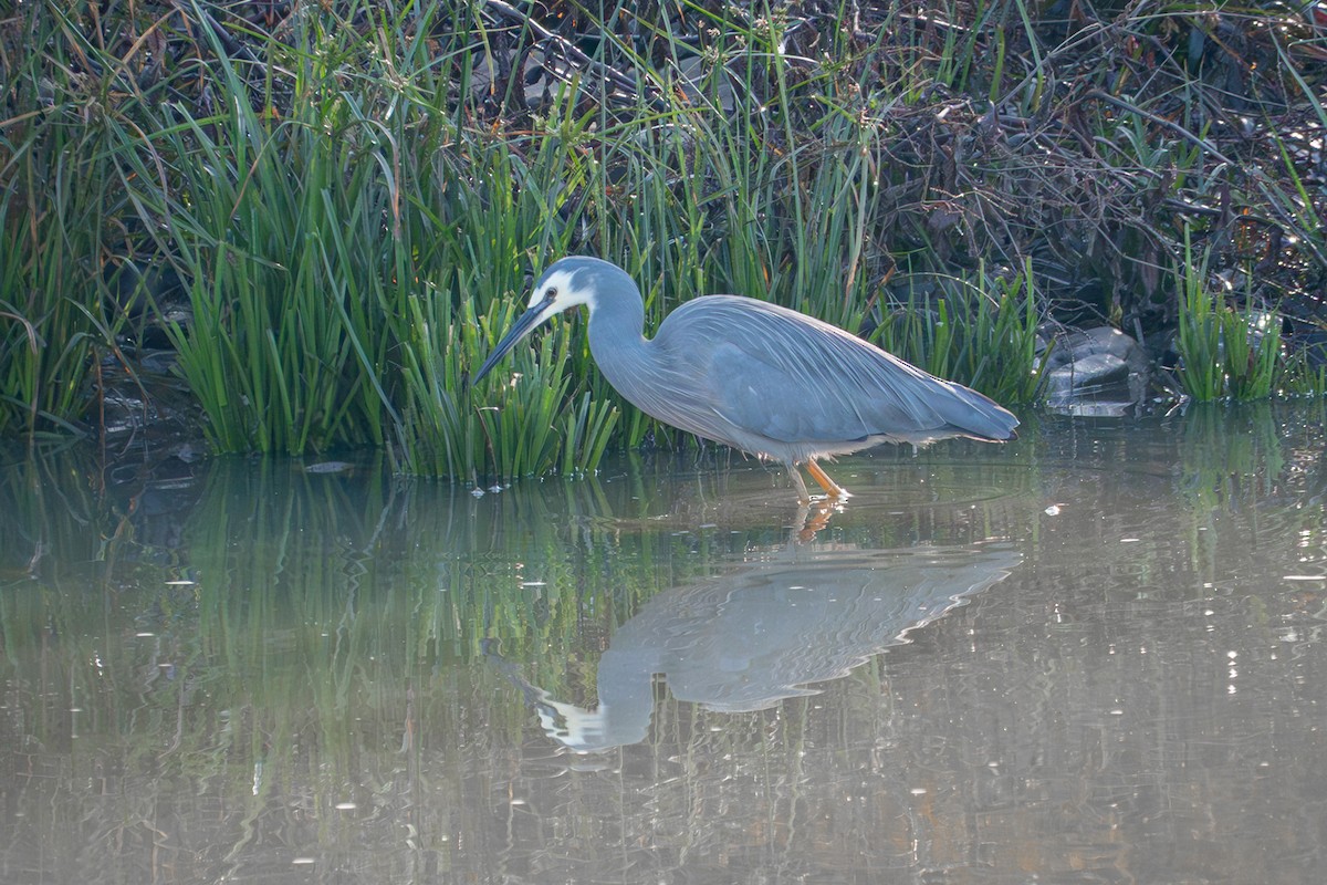 White-faced Heron - ML642754058