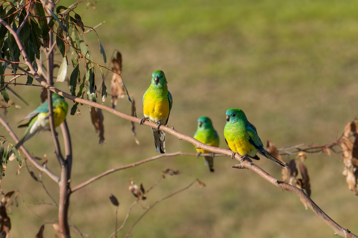Red-rumped Parrot - ML642754060
