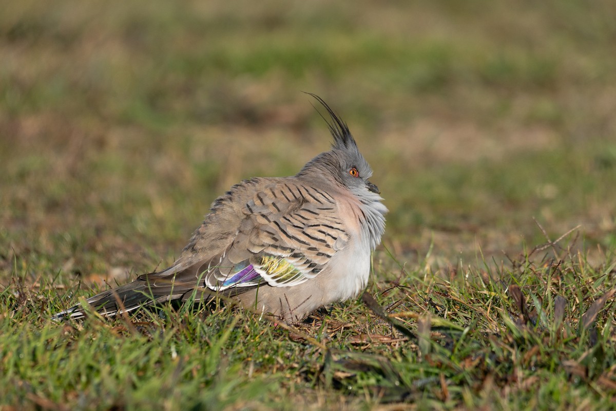 Crested Pigeon - ML642754064