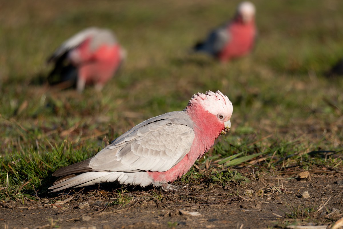 Galah - ML642754066