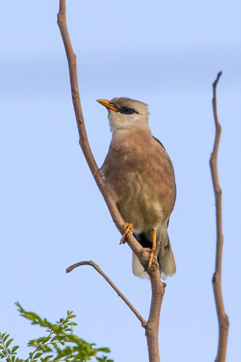 Vinous-breasted Myna - ML642754071