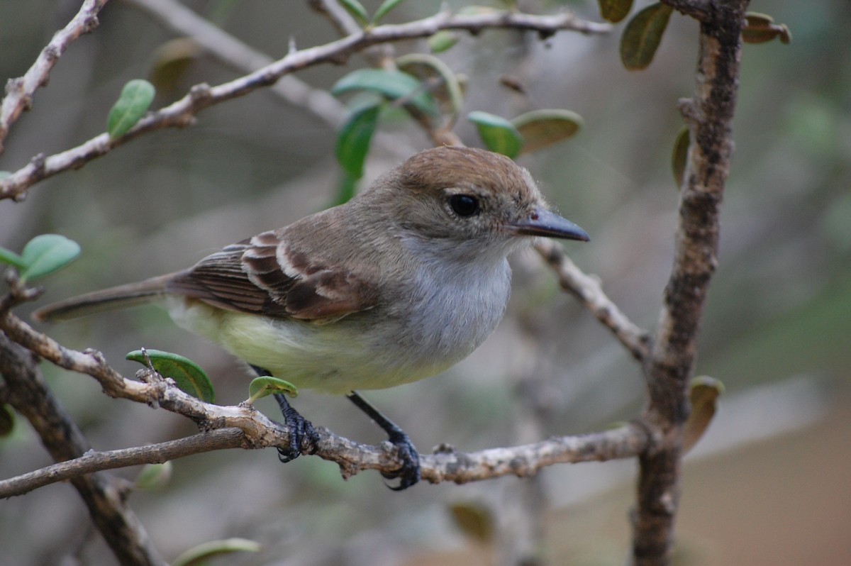 Galapagos Flycatcher - ML642754076