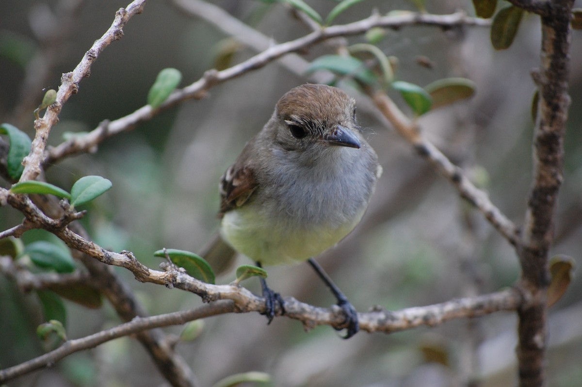 Galapagos Flycatcher - ML642754077
