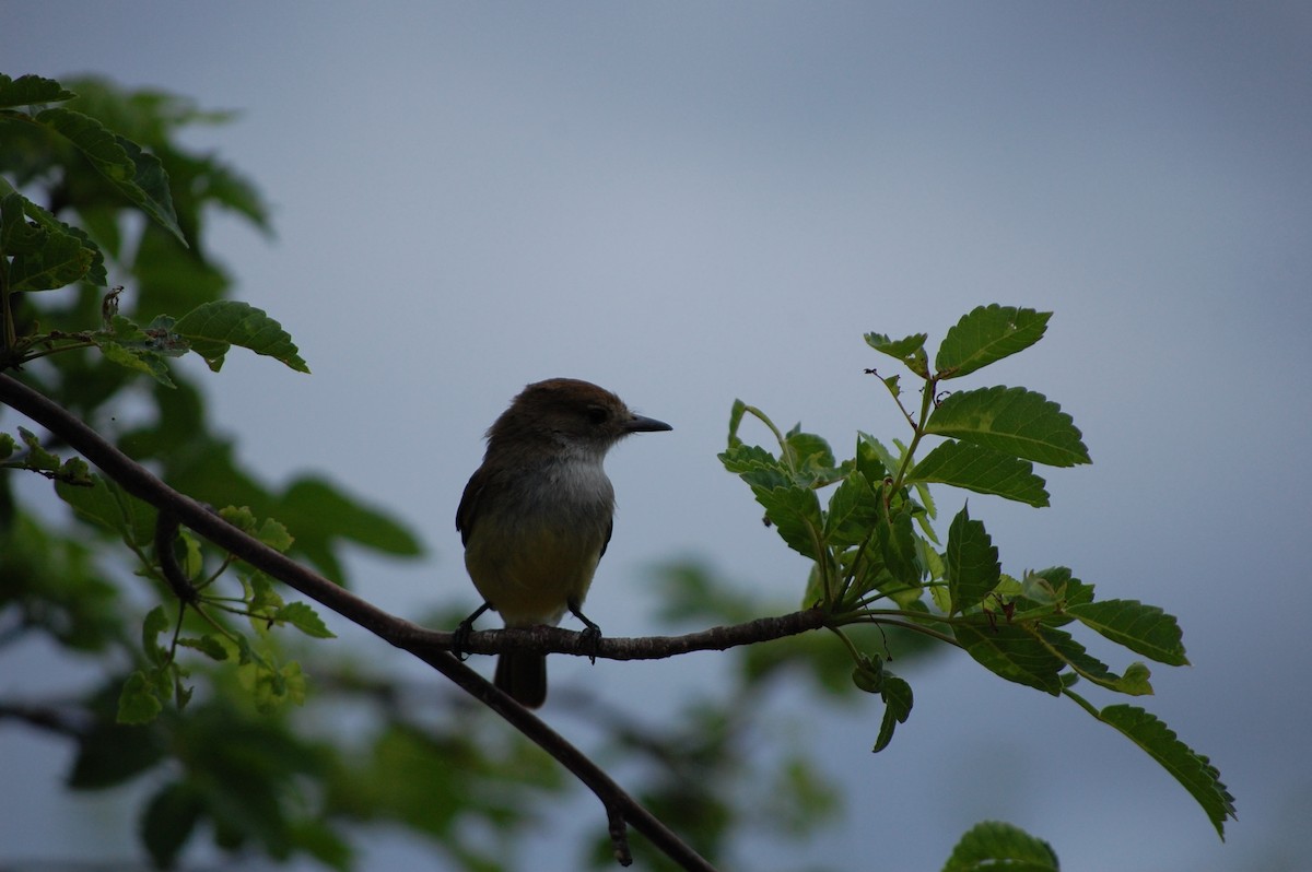 Galapagos Flycatcher - ML642754078