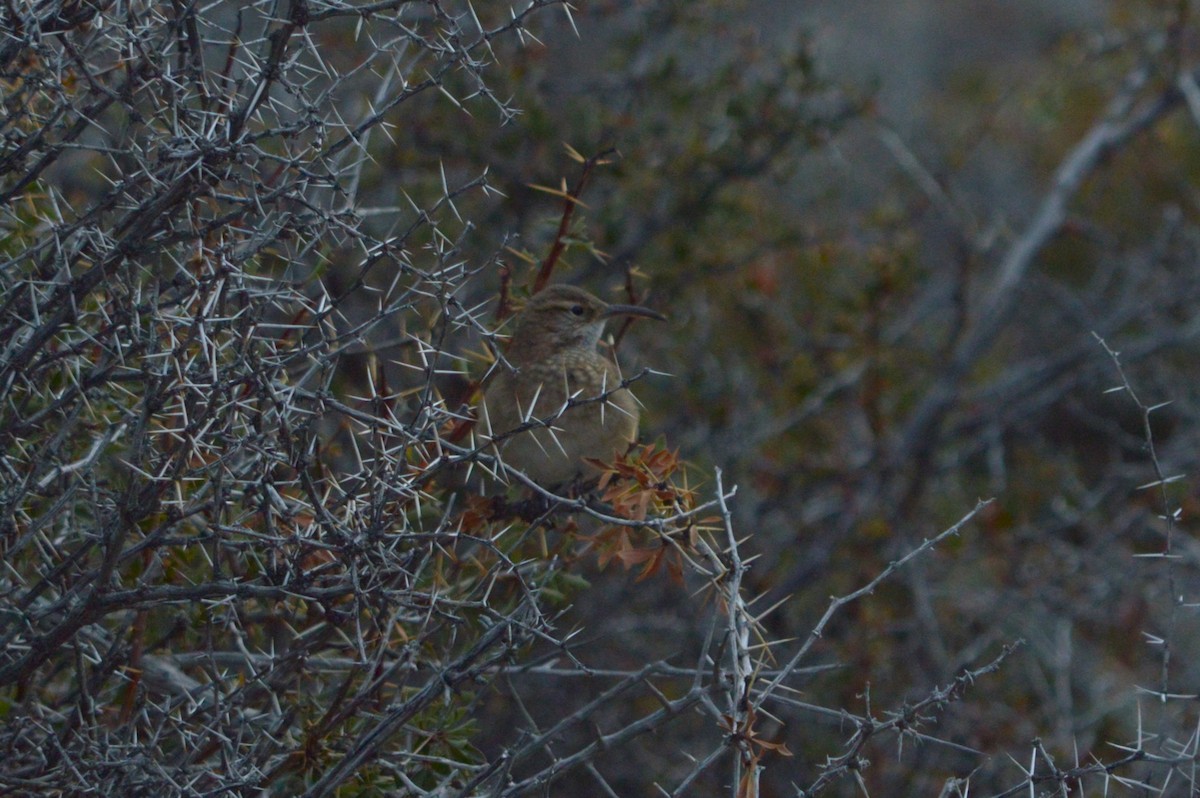 Scale-throated Earthcreeper - ML642754079