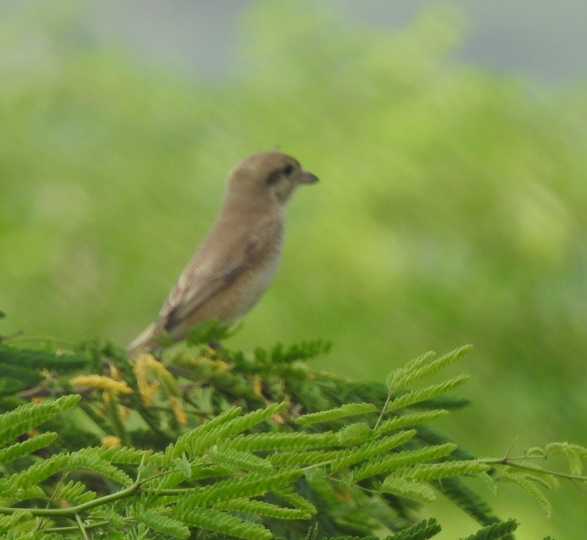 Isabelline Shrike - ML642754081