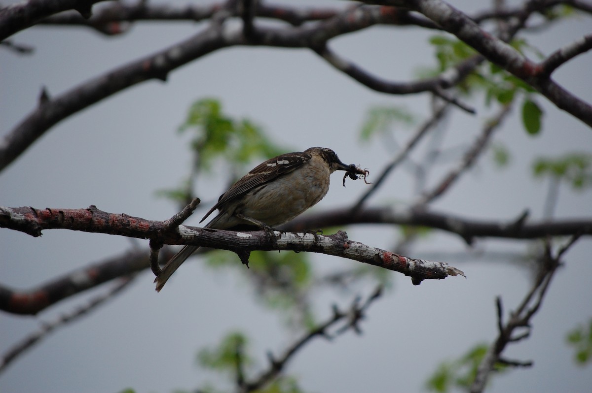 Galapagos Mockingbird - ML642754083