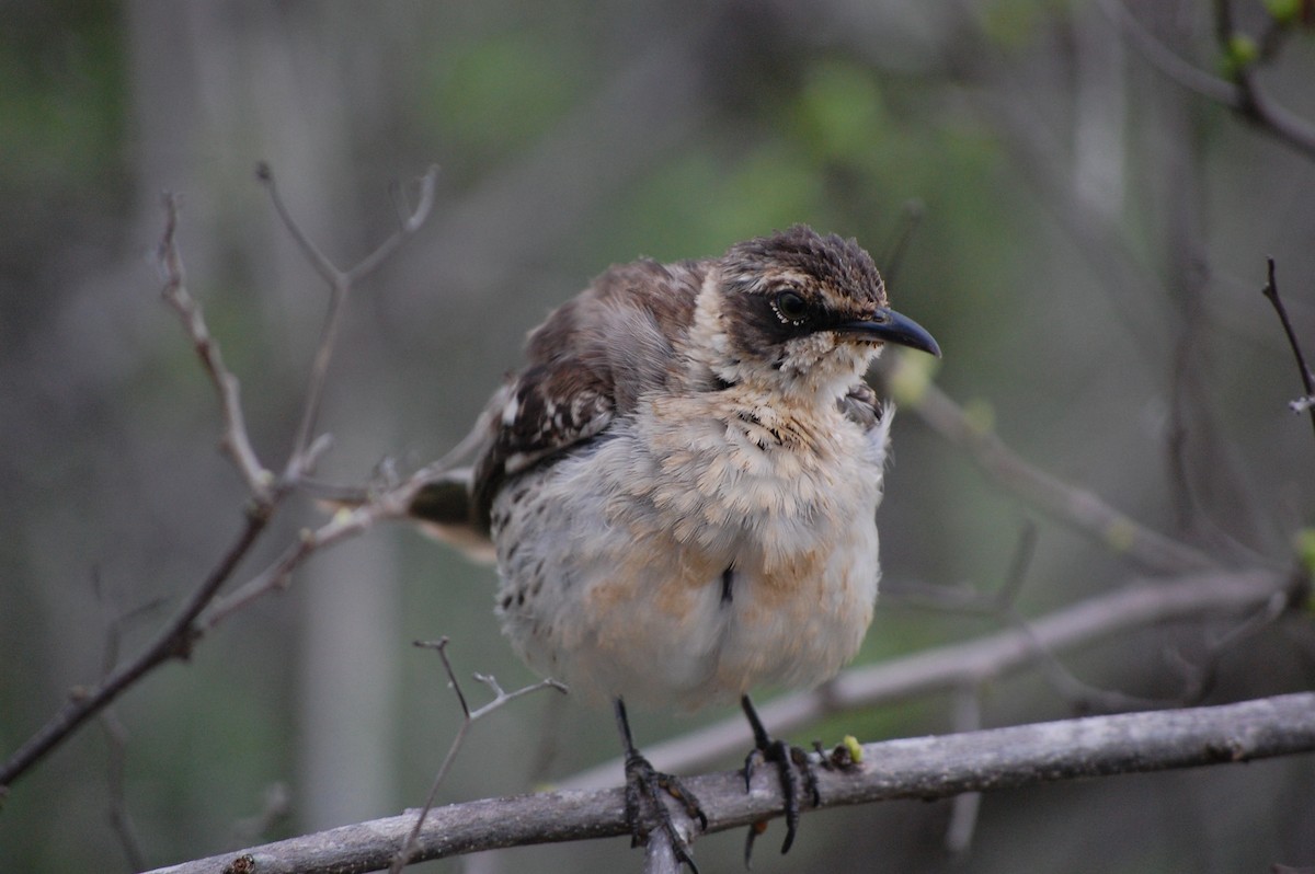 Galapagos Mockingbird - ML642754084