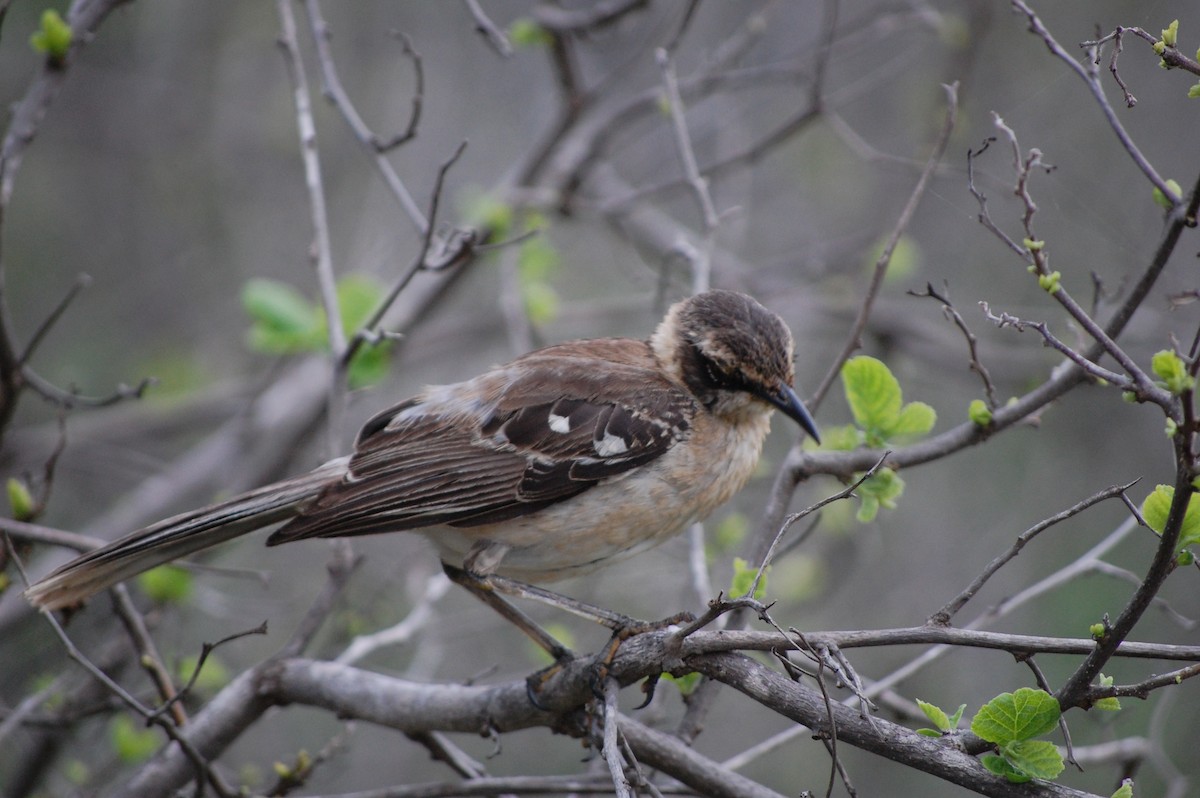 Galapagos Mockingbird - ML642754085