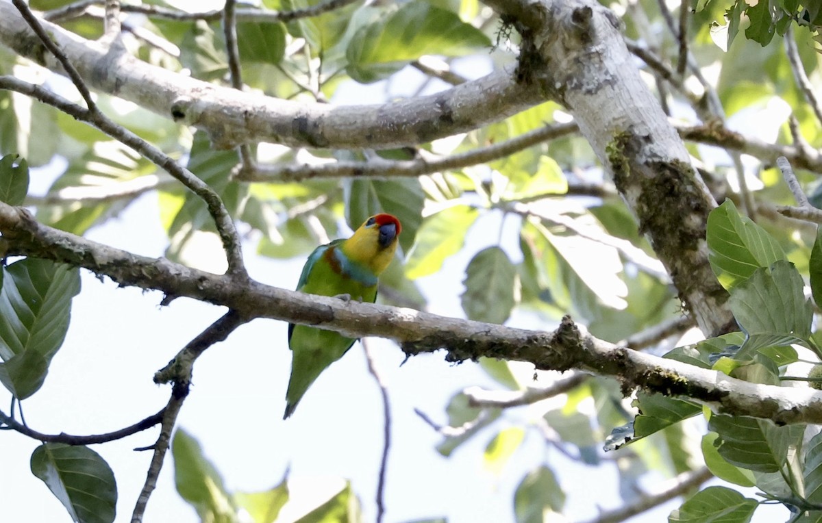 Large Fig-Parrot - ML642754090