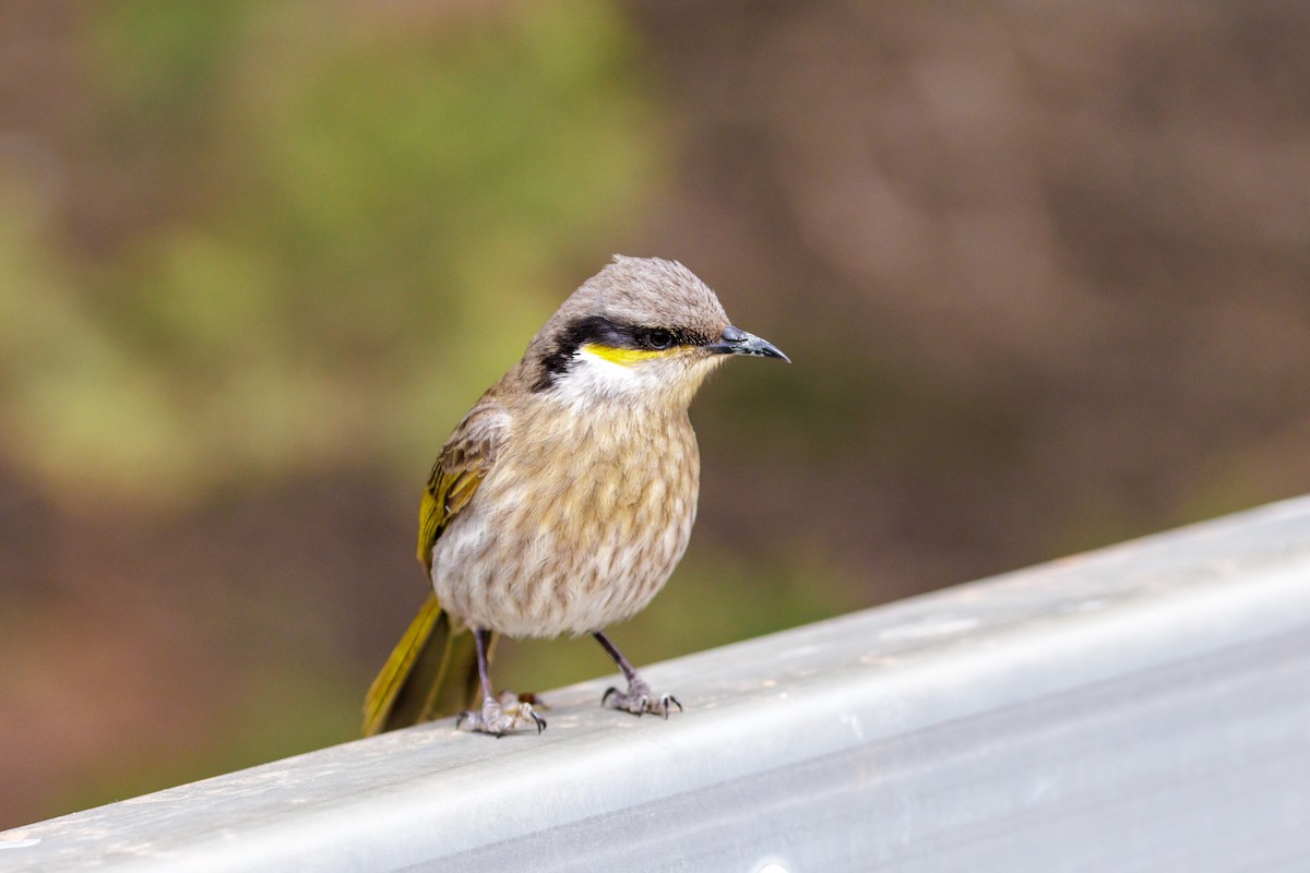 Singing Honeyeater - ML642754096