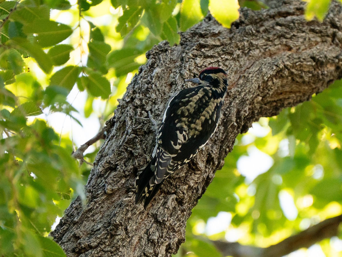 Red-naped Sapsucker - ML642754112