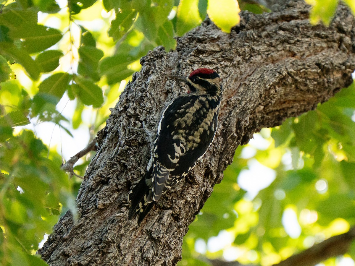 Red-naped Sapsucker - ML642754113