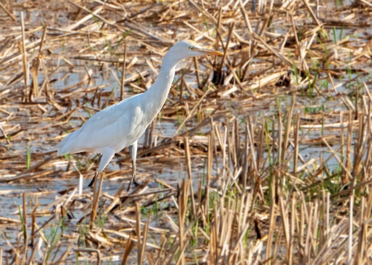 Eastern Cattle-Egret - ML642754121