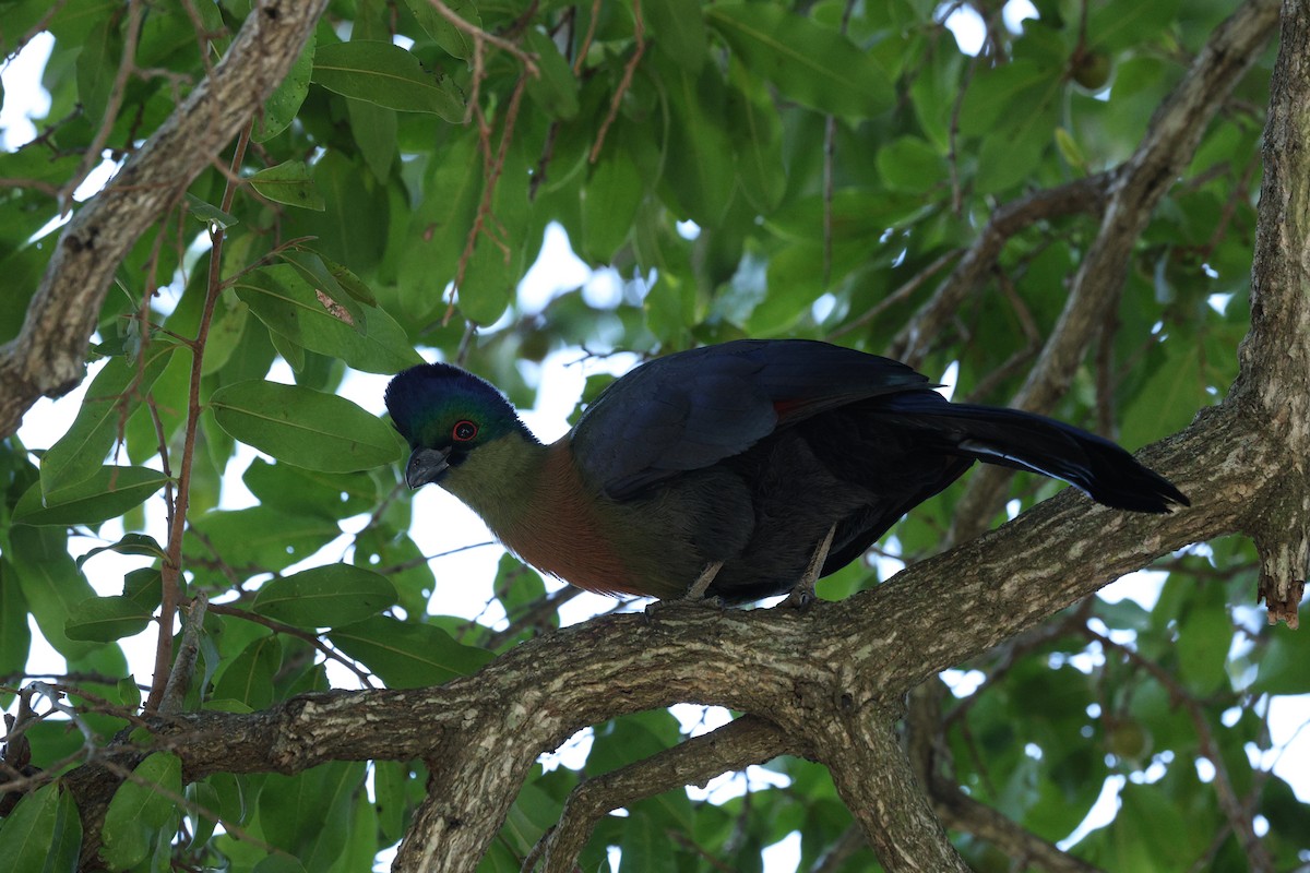 Purple-crested Turaco - ML642754137