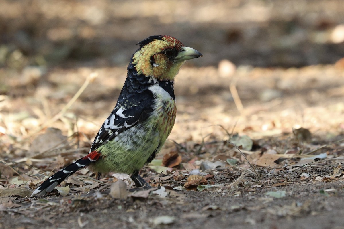 Crested Barbet - ML642754155