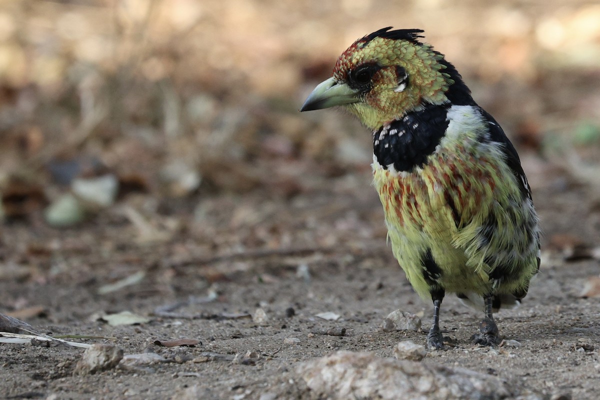 Crested Barbet - ML642754156