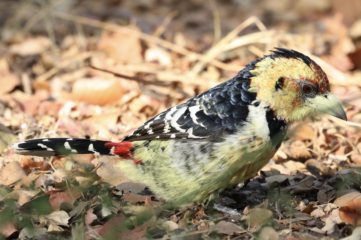 Crested Barbet - ML642754157