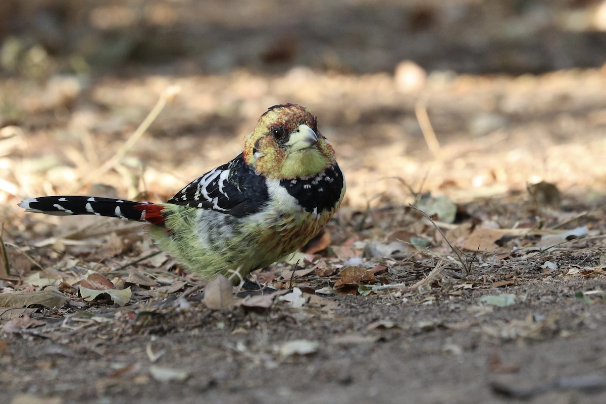Crested Barbet - ML642754158