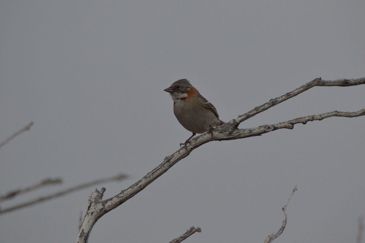 Rufous-collared Sparrow - ML642754166