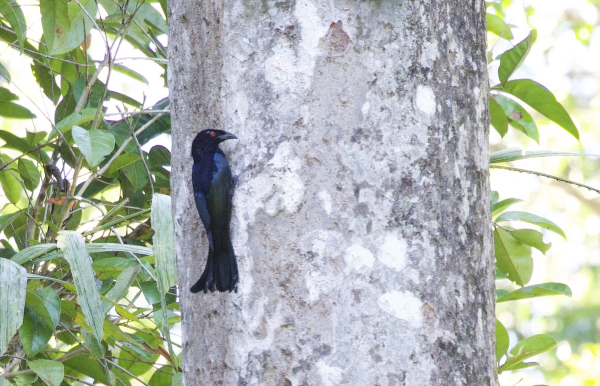 Spangled Drongo - ML642754171