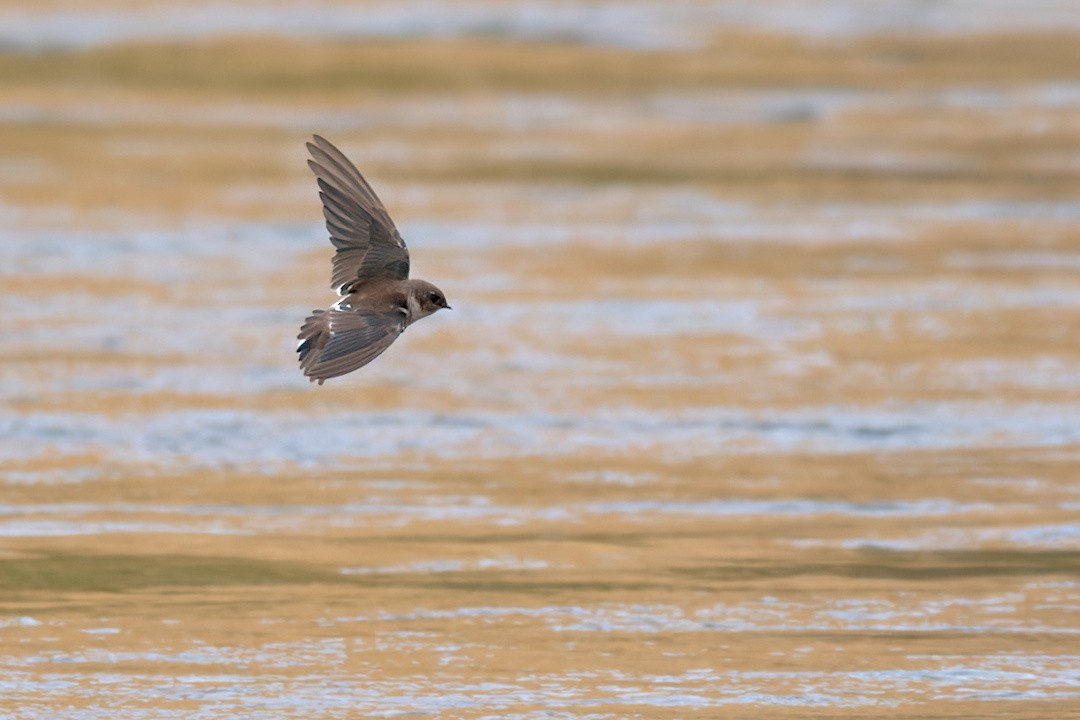 Violet-green Swallow - ML642754182